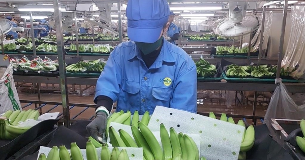 Động lực mới cho xuất khẩu Việt Nam từ thương mại điện tử xuyên biên giới