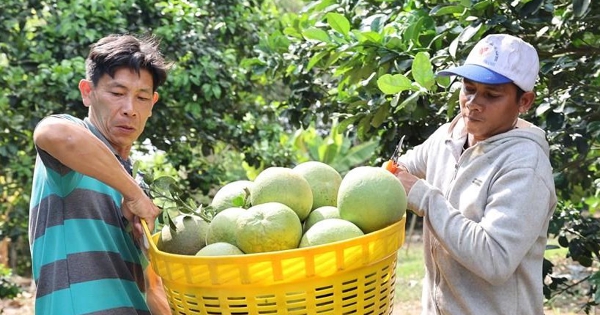 Xuất khẩu nông, lâm, thủy sản 4 tháng tăng 5,4%