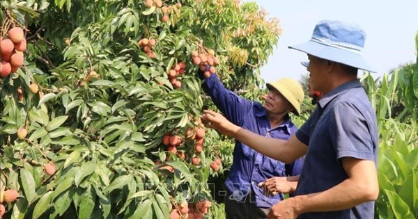 Giá vải thiều đầu mùa tăng mạnh, Hải Phòng chủ động kết nối tiêu thụ