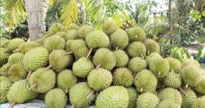 Siết chất lượng từ vùng trồng để giữ thị trường cho nông sản xuất khẩu
