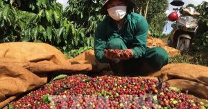 Cà phê trong nước ngược dòng tăng giá
