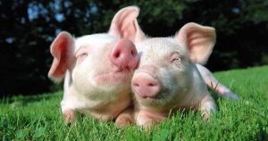 Dự báo giá heo hơi ngày 23/5: Sẽ tiếp tục đi ngang trong cuối tuần
