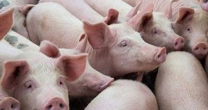 Giá heo hơi hôm nay 31/5: Đi xuống tại cả ba miền trong tuần qua