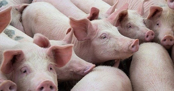 Giá heo hơi hôm nay 31/5: Đi xuống tại cả ba miền trong tuần qua