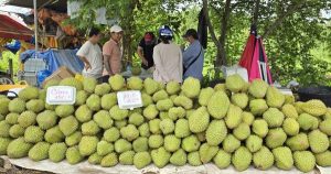 Sầu riêng rớt giá: 'Phép thử' khắc nghiệt với ngành hàng tỷ đô