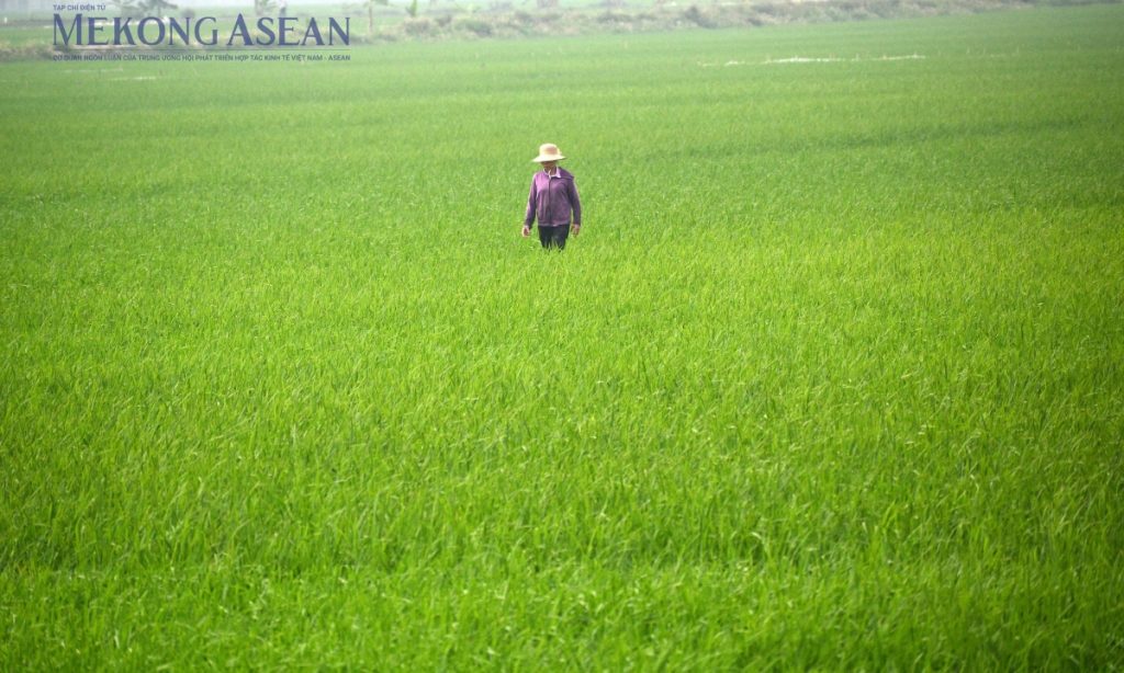 FAO Chỉ số giá lương thực toàn cầu tăng tháng thứ 3 liên tiếp