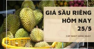Giá sầu riêng hôm nay 25/5: Thị trường đi ngang, tăng cường phòng trừ nhện đỏ hại sầu riêng trong mùa nắng nóng