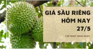 Giá sầu riêng hôm nay 27/5: Thị trường khởi sắc giúp sầu riêng ĐBSCL dần phục hồi sức hút
