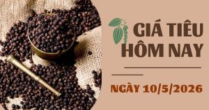 Giá tiêu hôm nay 10/5: Tăng nhẹ 500 – 1.000 đồng/kg ở Gia Lai và Đồng Nai