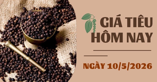 Giá tiêu hôm nay 10/5: Tăng nhẹ 500 – 1.000 đồng/kg ở Gia Lai và Đồng Nai