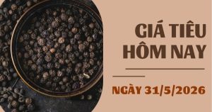 Giá tiêu hôm nay 31/5: Trong nước giảm tuần thứ 2 liên tiếp, thế giới diễn biến trái chiều