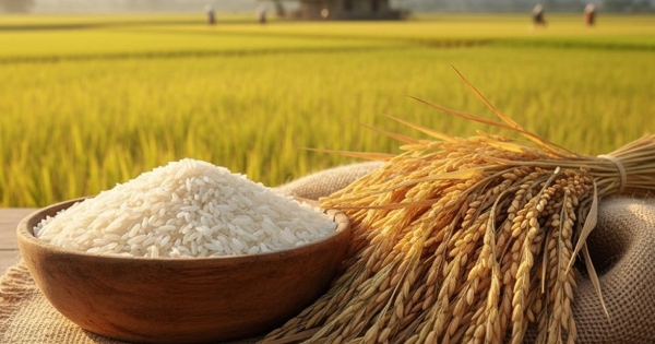Giá lúa gạo hôm nay 4/5: Đồng loạt tăng sau kỳ nghỉ lễ
