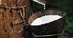Giá cao su hôm nay 22/5: Châu Á giảm phiên thứ hai do nguồn cung cải thiện và nhu cầu yếu