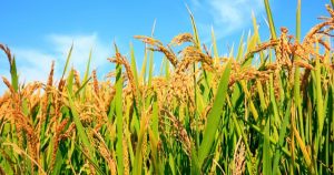 Giá lúa gạo hôm nay 1/5: Tăng giảm trái chiều tại các trung tâm xuất khẩu châu Á trong tuần này