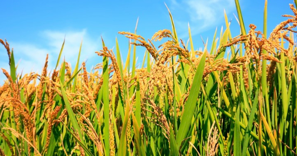 Giá lúa gạo hôm nay 1/5: Tăng giảm trái chiều tại các trung tâm xuất khẩu châu Á trong tuần này