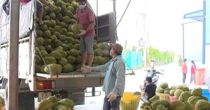 Sầu riêng 'kẹt' kiểm nghiệm, giải pháp nào cho ngành hàng tỷ đô?