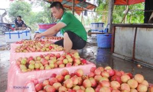 Ưu tiên thông quan nhanh tạo thuận lợi cho xuất khẩu trái vải