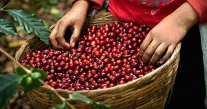 ICO: Thương mại cà phê toàn cầu phân hóa, robusta tăng trưởng mạnh trong khi arabica suy yếu