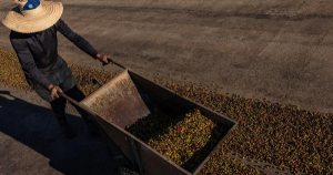 Nguồn cung cà phê Brazil ra thị trường hạn chế vì nông dân găm hàng