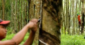 Giá cao su hôm nay 15/6: Nhích nhẹ đầu tuần