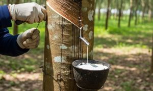 Horuco tập trung vào nông nghiệp công nghệ cao mục tiêu lãi tăng 51