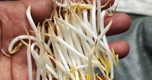 'Tuồn' 1.000 tấn giá đỗ ngâm hóa chất ra thị trường, 4 người bị bắt