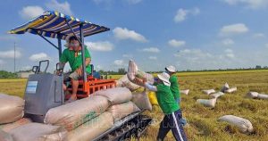 Gạo xuất khẩu tăng lượng, giá vẫn chịu áp lực giảm
