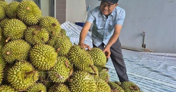 Sôi động 'chợ' sầu riêng Nghĩa Trung
