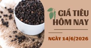 Giá tiêu hôm nay 14/6: Khởi sắc trở lại, nhiều địa phương tăng tới 1.500 đồng/kg trong tuần qua