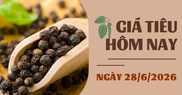 Giá tiêu hôm nay 28/6: Khởi sắc trở lại, giá tiêu trong nước tăng 500 – 1.000 đồng/kg trong tuần qua
