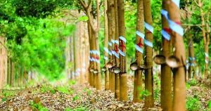 Tập đoàn Cao su (GVR) không đáp ứng điều kiện công ty đại chúng