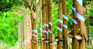 Cao su Phước Hoà sắp phát hành hơn 108 triệu cổ phiếu để tăng vốn