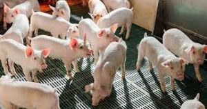 Số cổ đông tăng gấp 2,5 lần sau khi niêm yết, Nông nghiệp Hoà Phát sắp chi gần 600 tỷ đồng trả cổ tức
