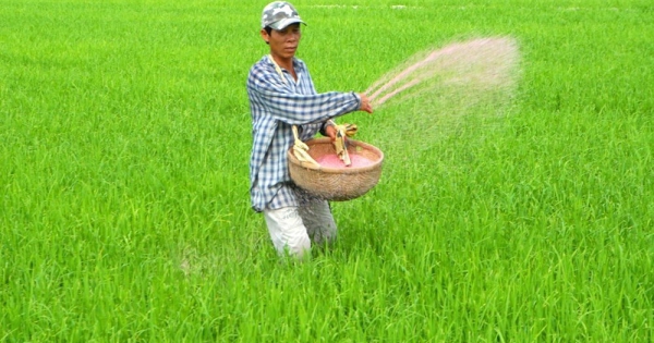 Giá lúa gạo hôm nay 27/6: Gạo xuất khẩu đồng loạt tăng, lúa tươi giảm nhẹ