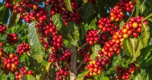 Giá cà phê trong nước tăng mạnh vì người dân giữ hàng, nguồn cung hạn chế