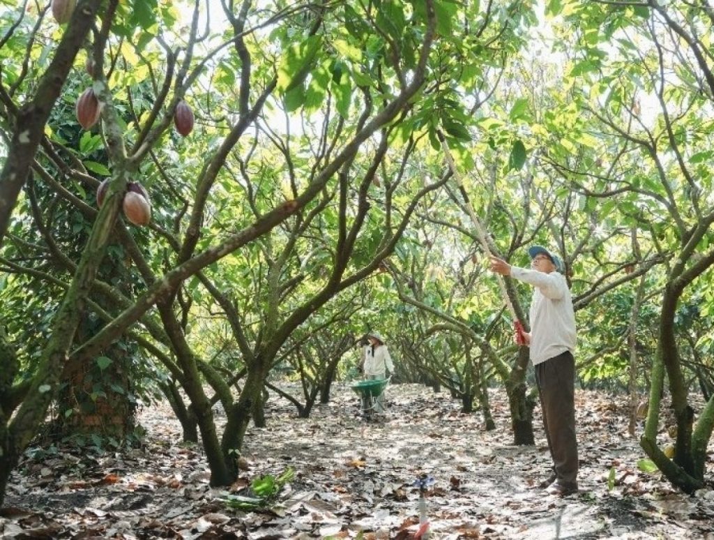Vỏ cacao trở thành nguồn giá trị mới ở Đắk Lắk