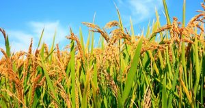 Giá lúa gạo hôm nay 18/6: Tiếp tục tăng nhẹ ngày thứ 2 liên tiếp