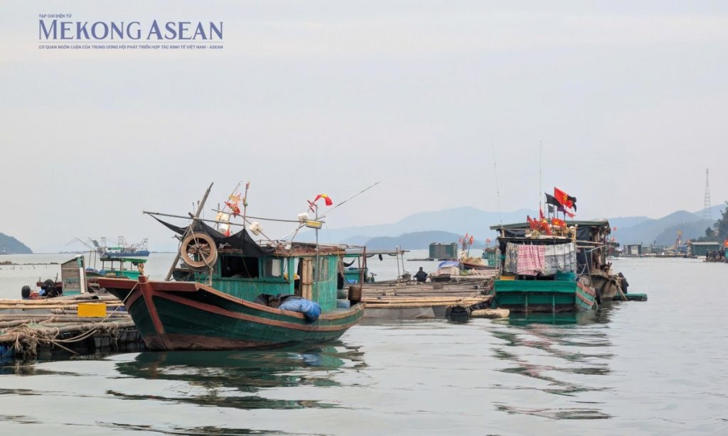 Triển vọng hình thành chuỗi cung ứng thủy sản bổ trợ giữa Việt Nam Ấn Độ