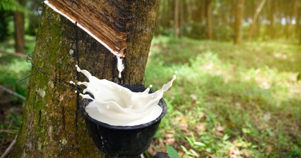 Cao su lập đỉnh giá mới sau hơn 9 năm, xuất khẩu đối mặt áp lực cầu yếu
