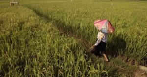 Indonesia chạy đua gieo cấy lúa sớm để né rủi ro El Nino