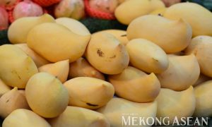 Tổ chức đoàn giao thương trái cây tại Quảng Tây Trung Quốc vào giữa tháng 6