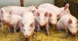 Dự báo giá heo hơi ngày 11/7: Thị trường sẽ ổn định trong cuối tuần