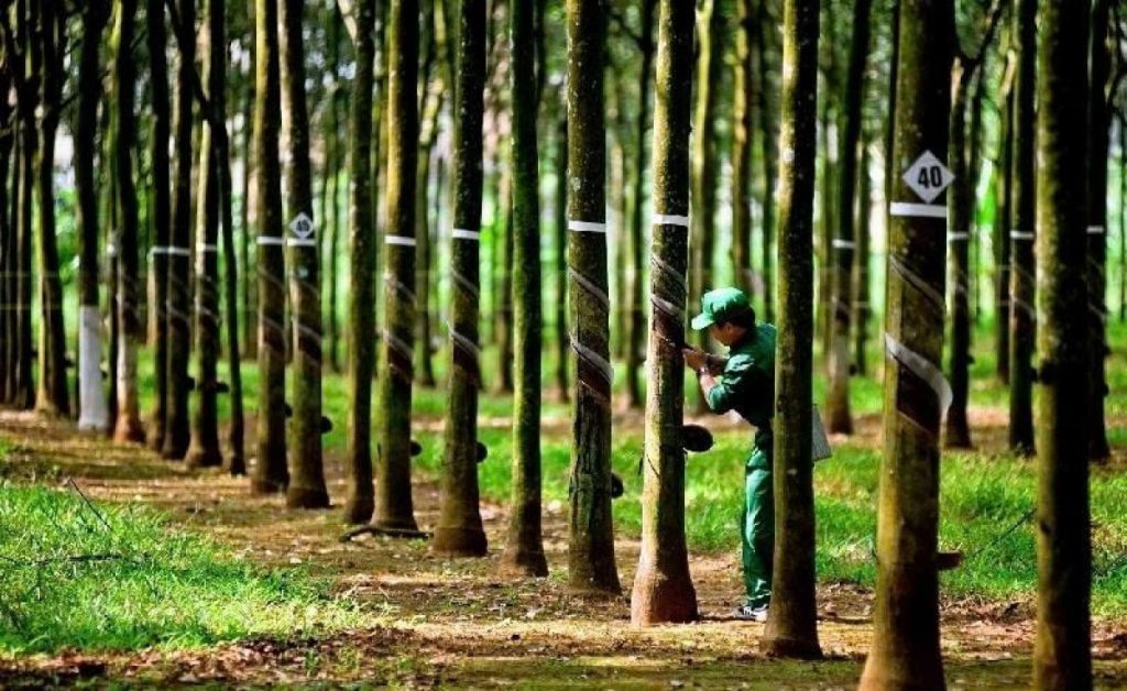 Một công ty cao su sắp thưởng cổ phiếu với tỷ lệ 300