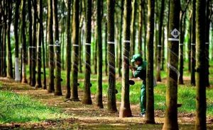 Một công ty cao su sắp thưởng cổ phiếu với tỷ lệ 300