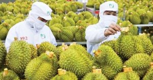 Thị trường 1,4 tỷ dân vừa mở cửa cho sầu riêng tươi Việt Nam