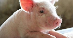 Dự báo giá heo hơi ngày 28/7: Sẽ tiếp tục điều chỉnh theo chiều đi xuống