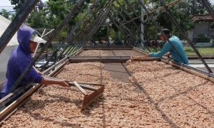 Indonesia tham vọng trở thành trung tâm sản xuất ca cao hàng đầu thế giới