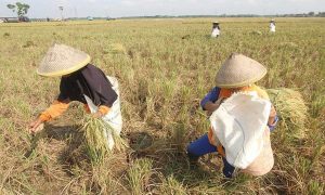 Siêu El Niño có thể gây cú sốc giá lương thực toàn cầu đến năm 2028
