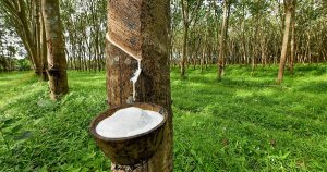 Xuất khẩu cao su trong tháng 6 giảm sâu so với cùng kỳ
