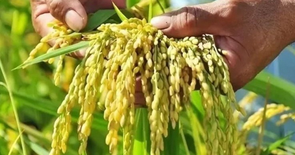 Giá lúa gạo hôm nay 17/7: Lúa tươi liên tục tăng mạnh trong tuần qua, gạo xuất khẩu vẫn đi ngang